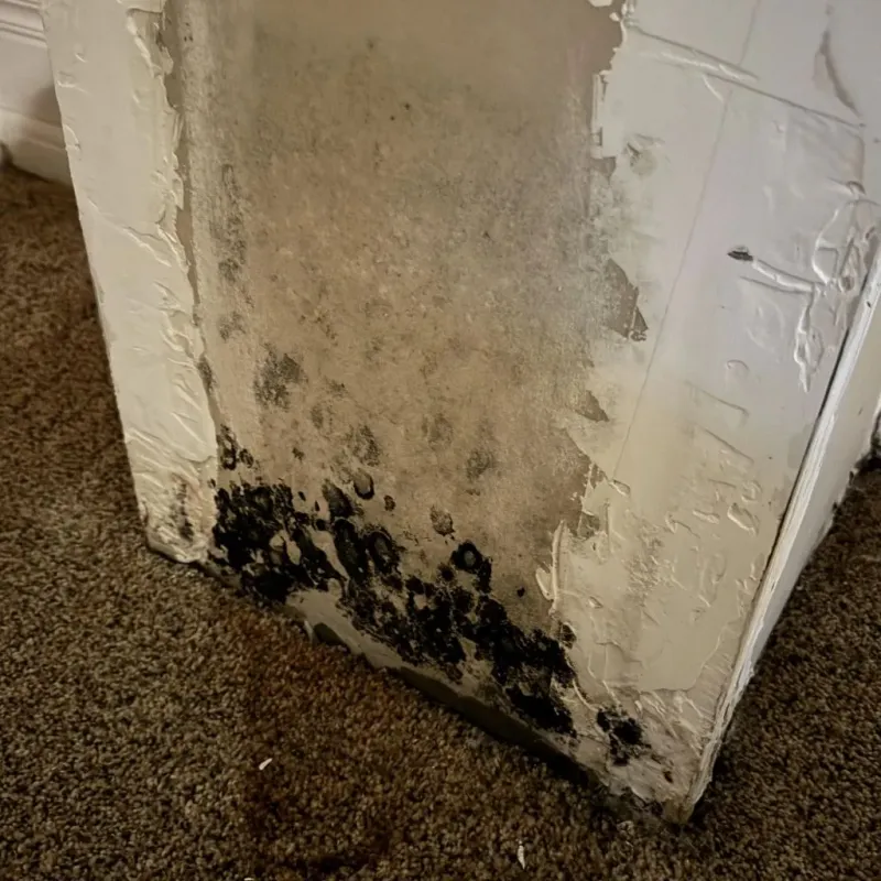 Professional Mold Removal in East Foothills, CA